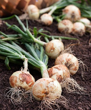 White Sweet Spanish Onion